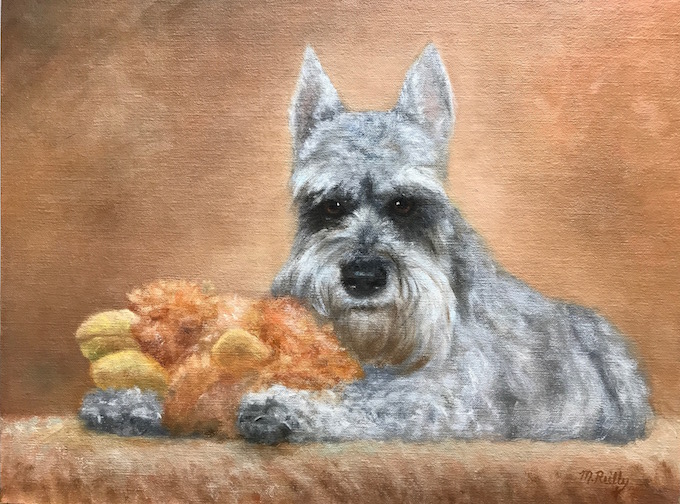 schnauzer pet portrait